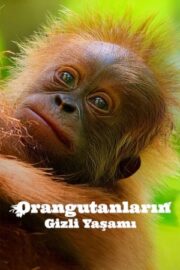 Orangutanların Gizli Yaşamı – Secret Lives of Orangutans